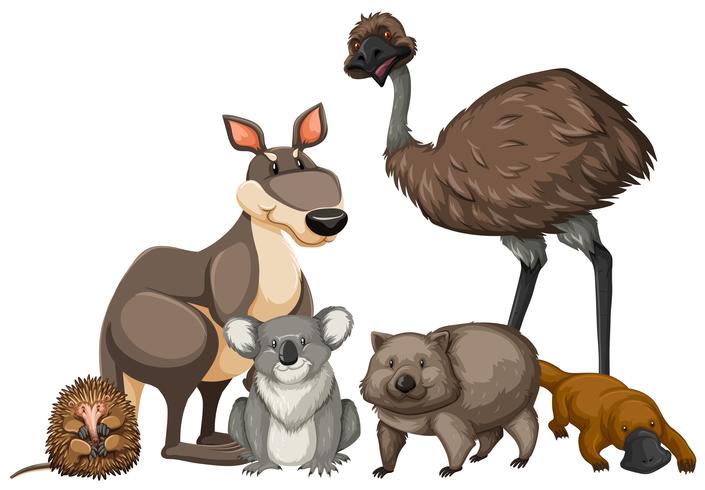 Animales salvajes de australia vector