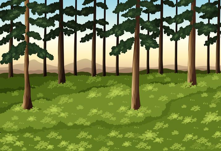 Escena de fondo con árboles en el bosque vector