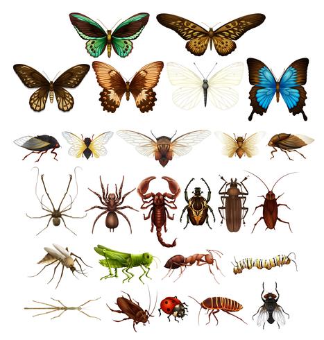 Insectos salvajes en varios tipos. vector