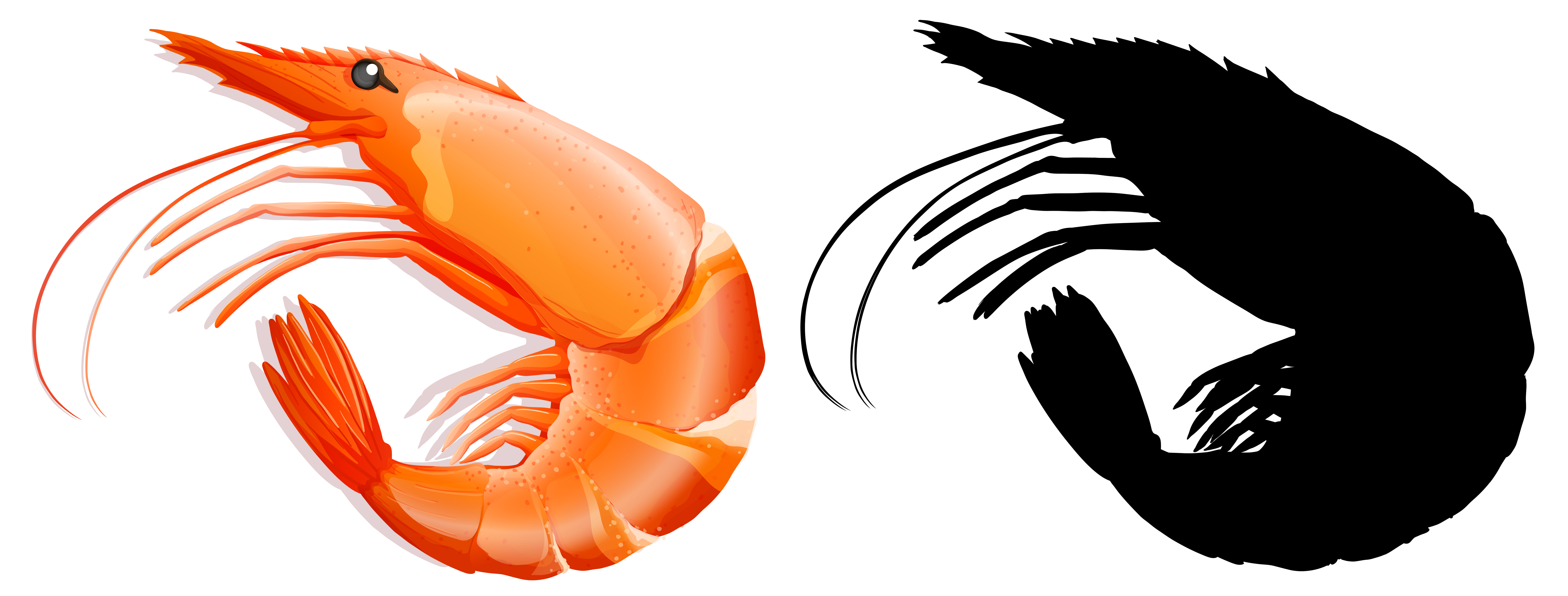 Set of prawn on white background 295942 Vector Art at Vecteezy