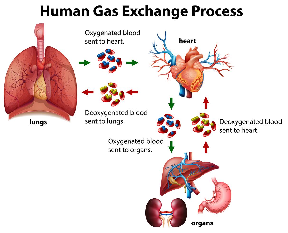 Human gas exchange process diagram 295943 vector art at vecteezy