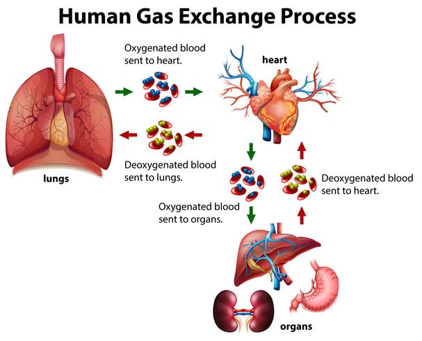 Diagrama del proceso de intercambio de gas humano vector