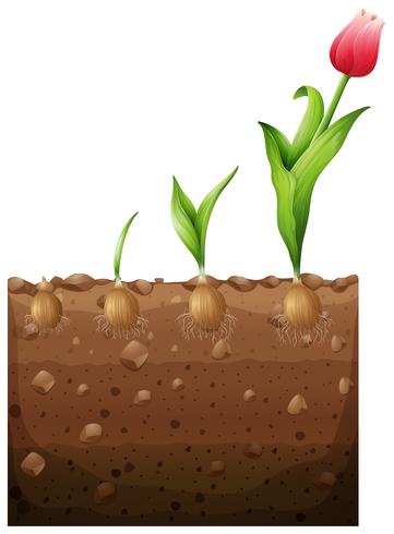 Tulip growing from underground vector