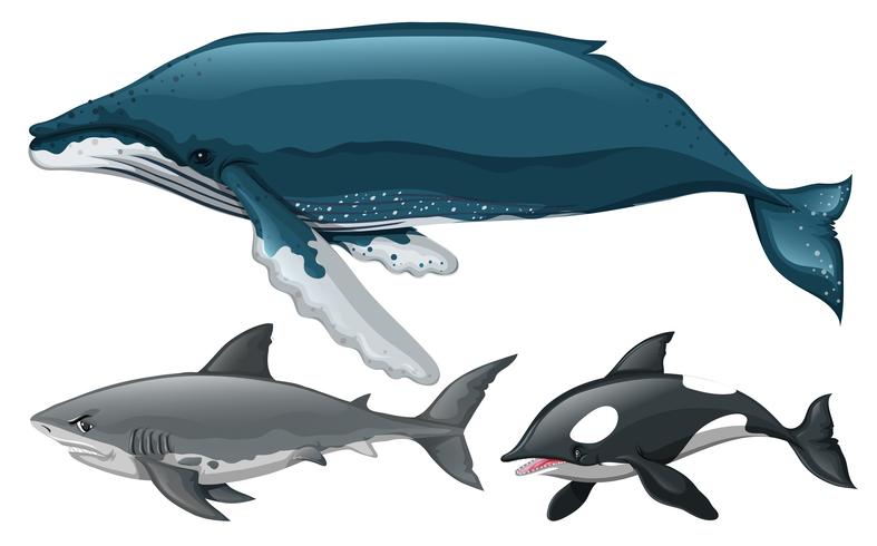 Diferentes tipos de ballena y tiburón. vector