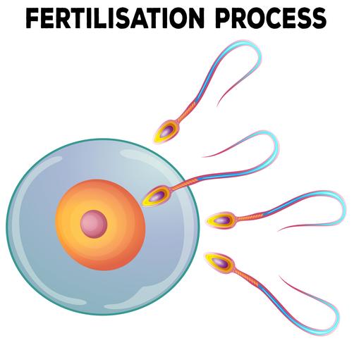 Diagrama del proceso de fertilización. vector