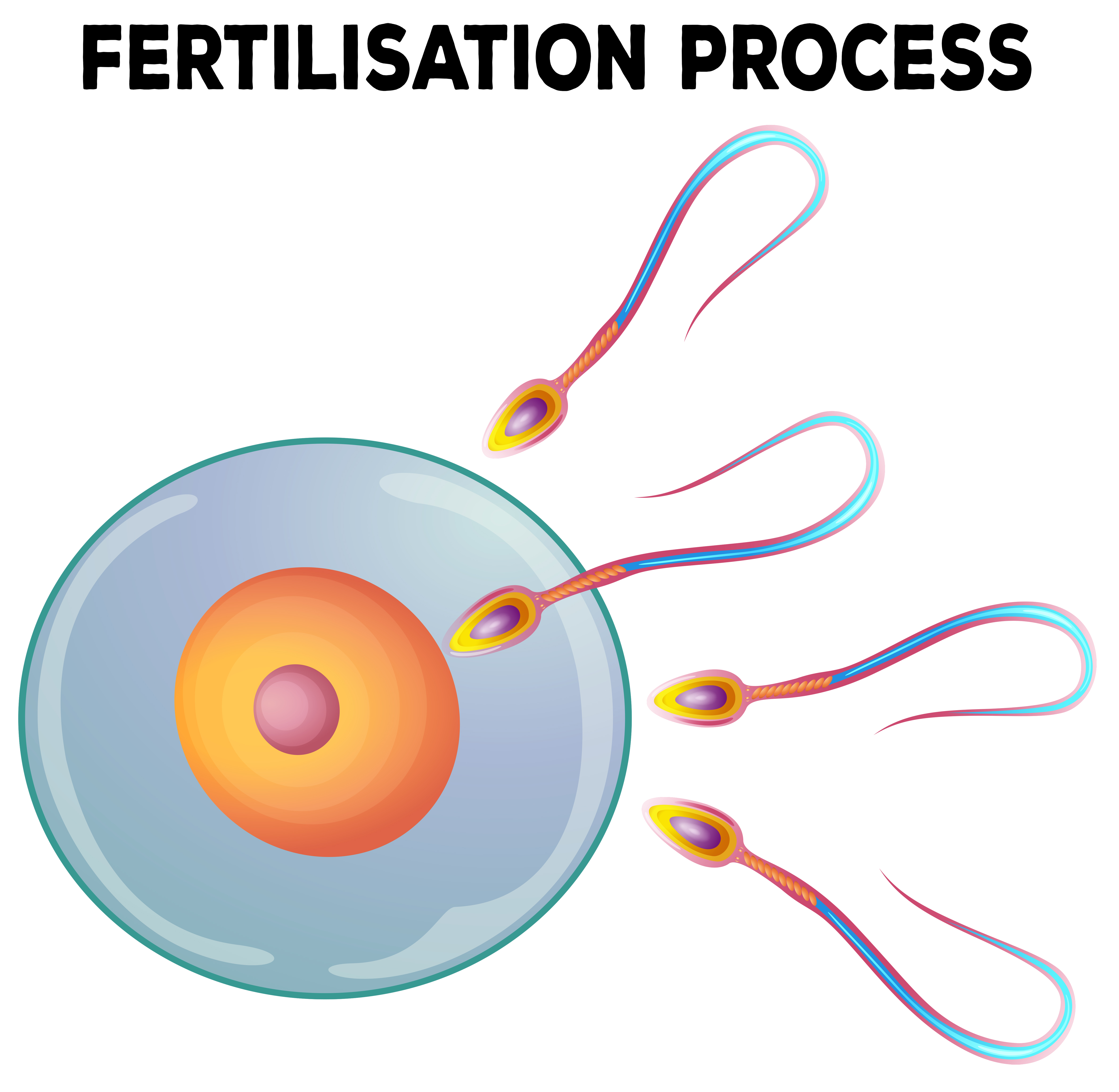  Diagram  of fertilisation  process Download Free Vectors 