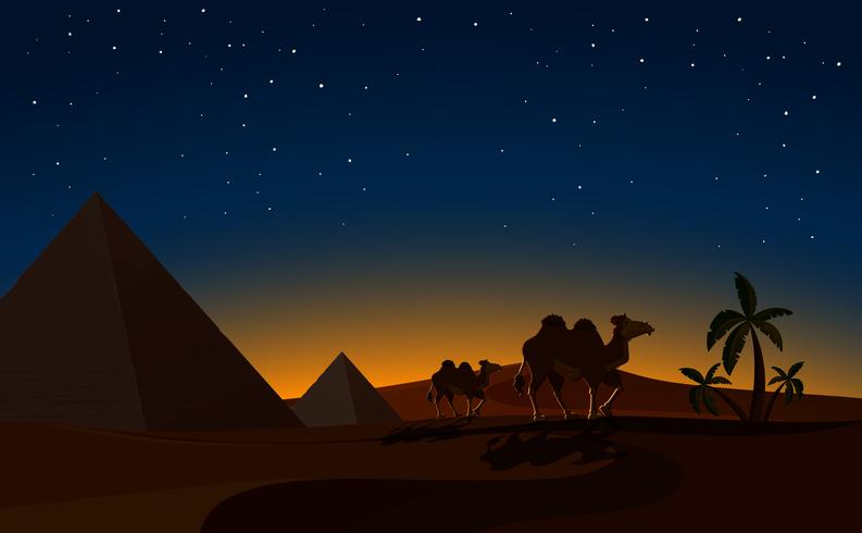 Pirámide y camellos en escena nocturna del desierto vector