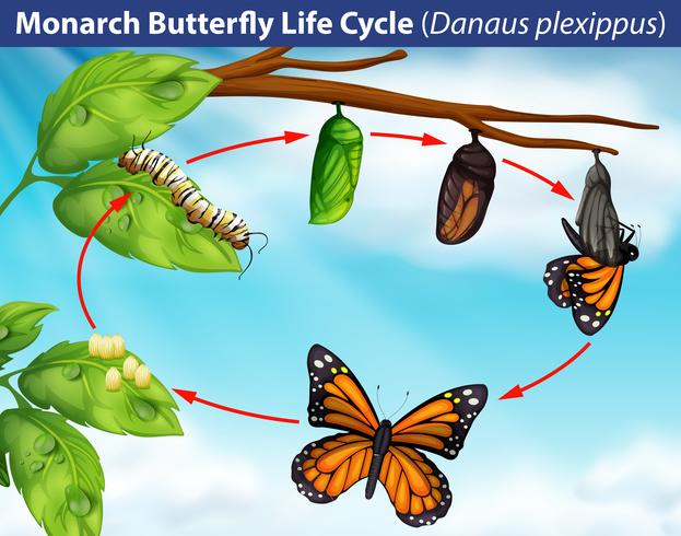 Monarch butterfly life cycle vector