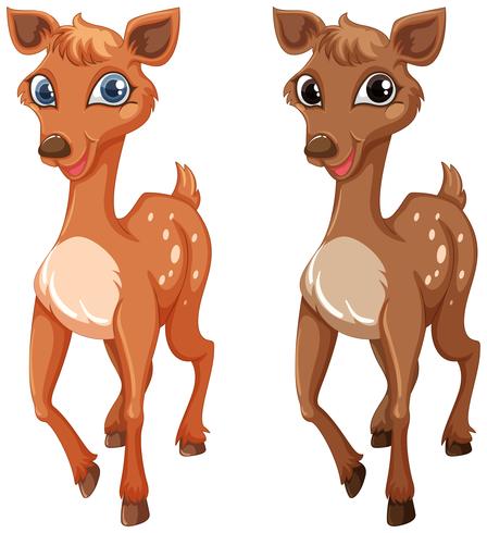 Two fawns on white background vector