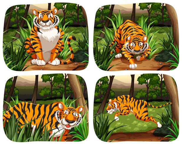 Tigre viviendo en la jungla vector