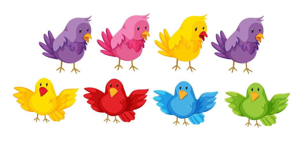 Conjunto de pájaros con plumas de colores. vector