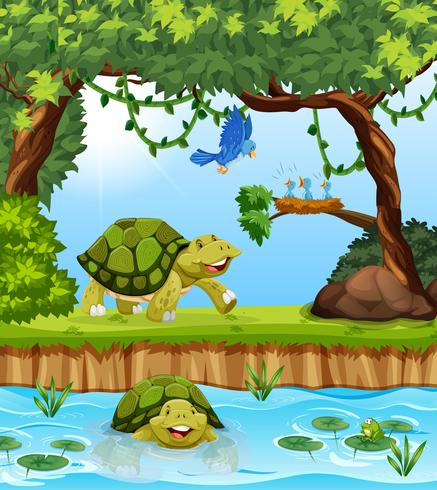Turtle in the jungle vector