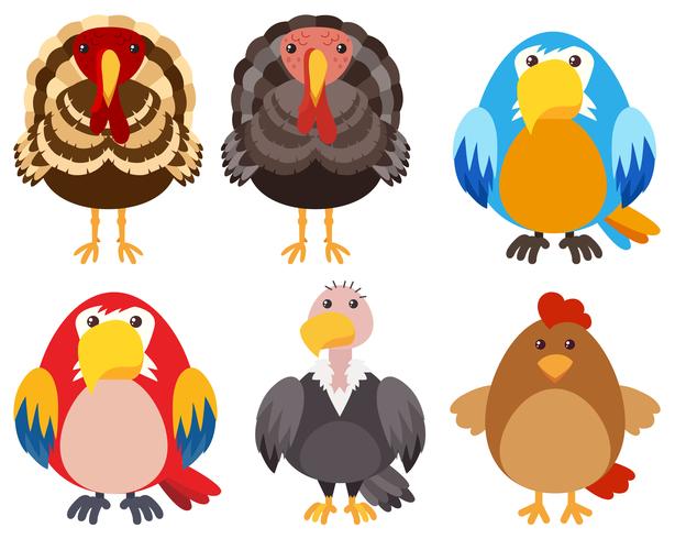 Pavos y diferentes tipos de aves. vector