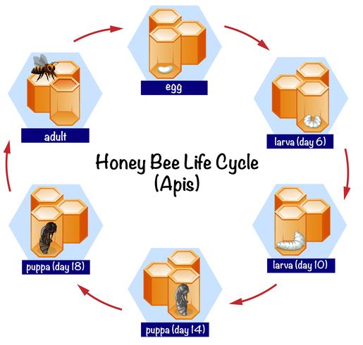 Science honey bee life cycle vector