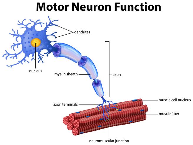 Un vector de la función de la neurona del motor