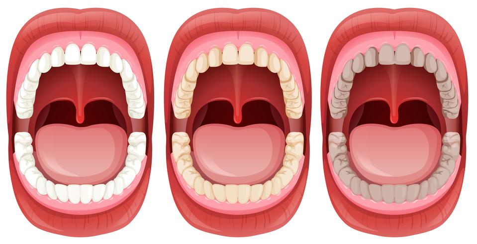 Mouth Anatomy Diagram