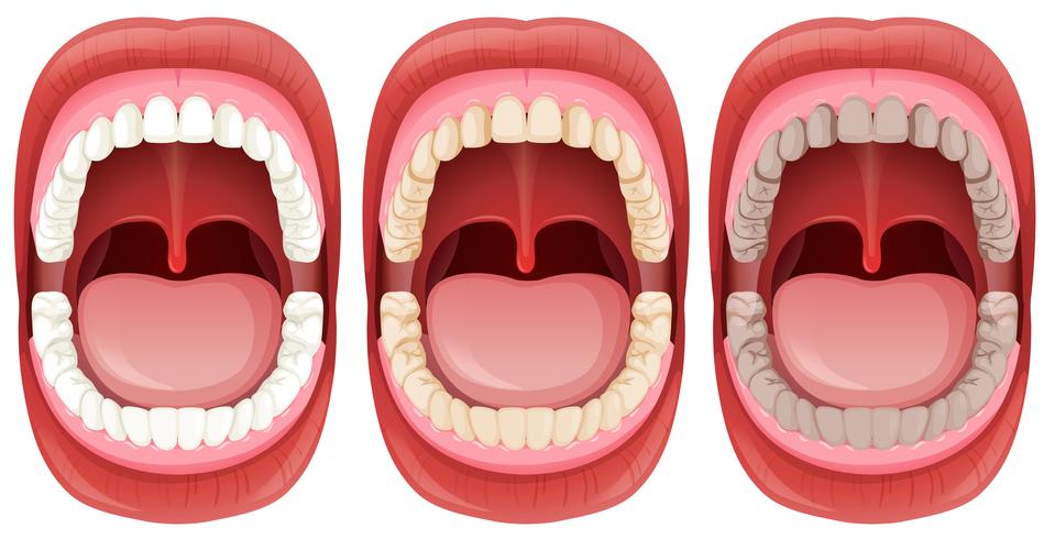 A Set of Human Mouth Anatomy vector