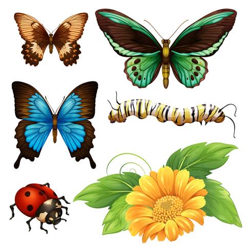 Different kind of butterflies and bugs vector