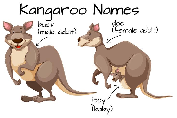 Kangaroo and body part vector