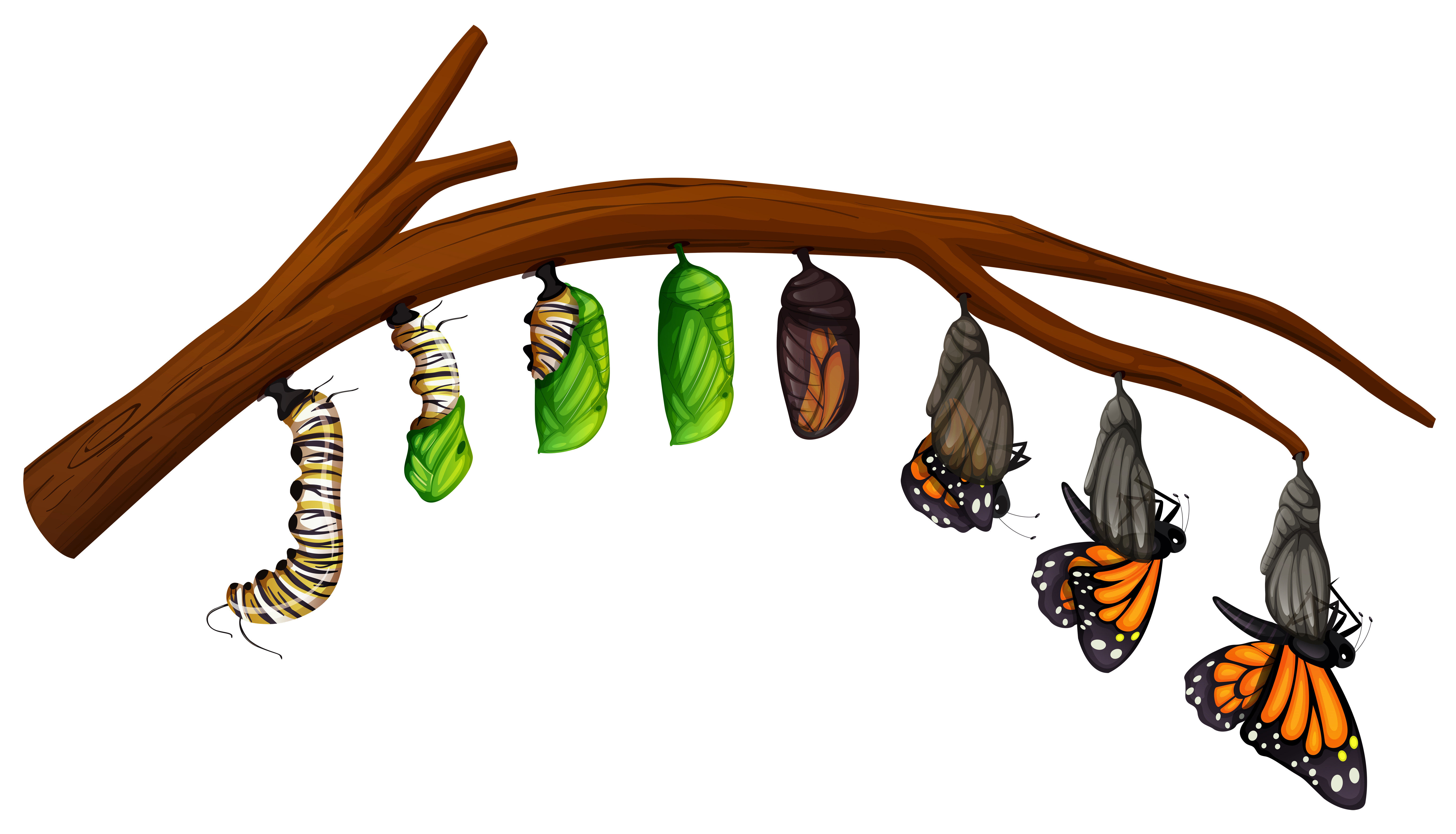 caterpillar butterfly clip art