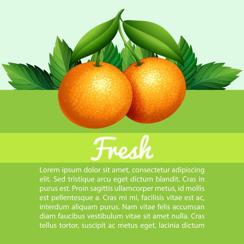 Infographic with fresh oranges vector