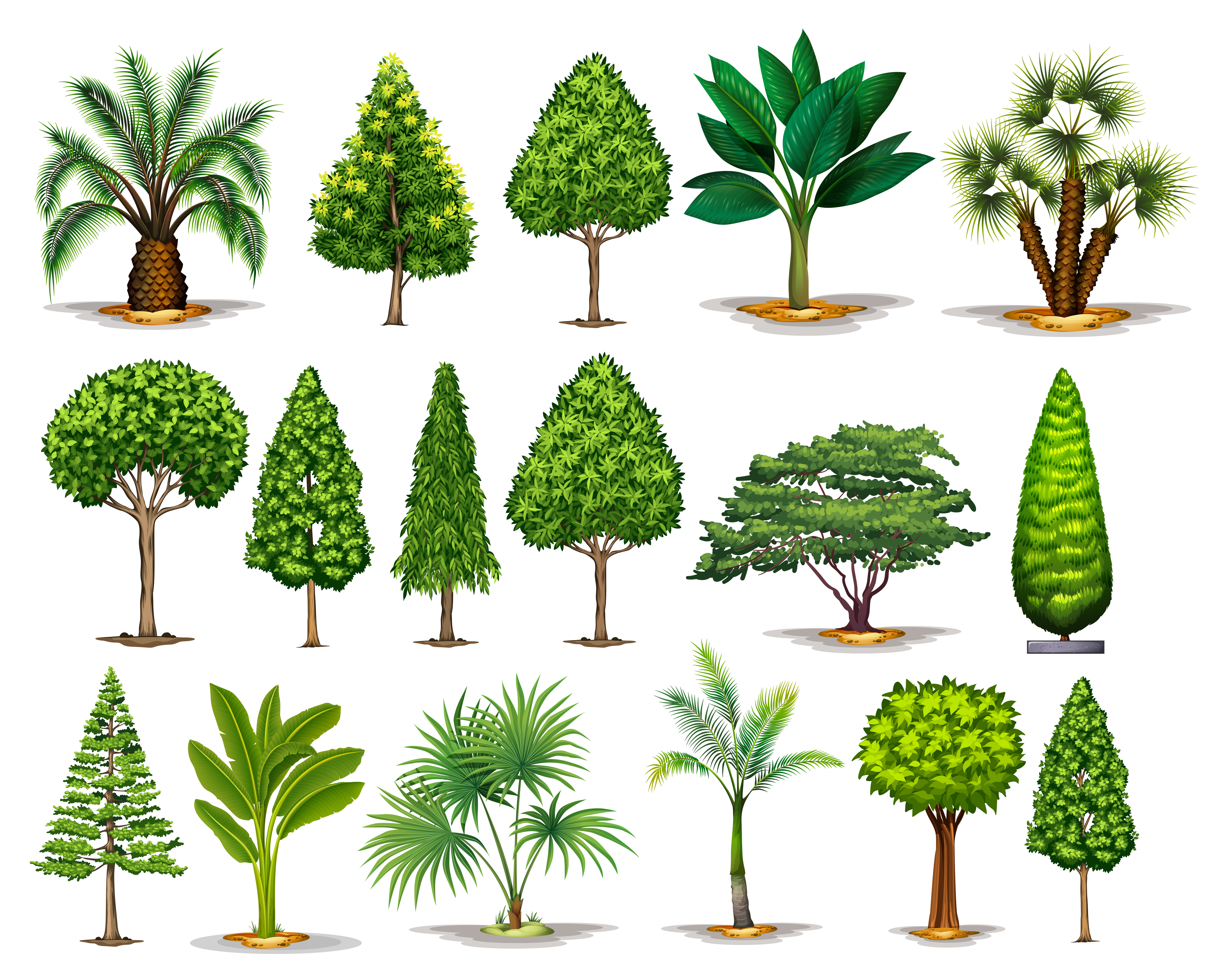 Different types of green trees 296611 Vector Art at Vecteezy