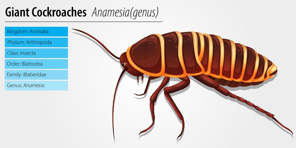 Giant cockroach - Anamesia vector