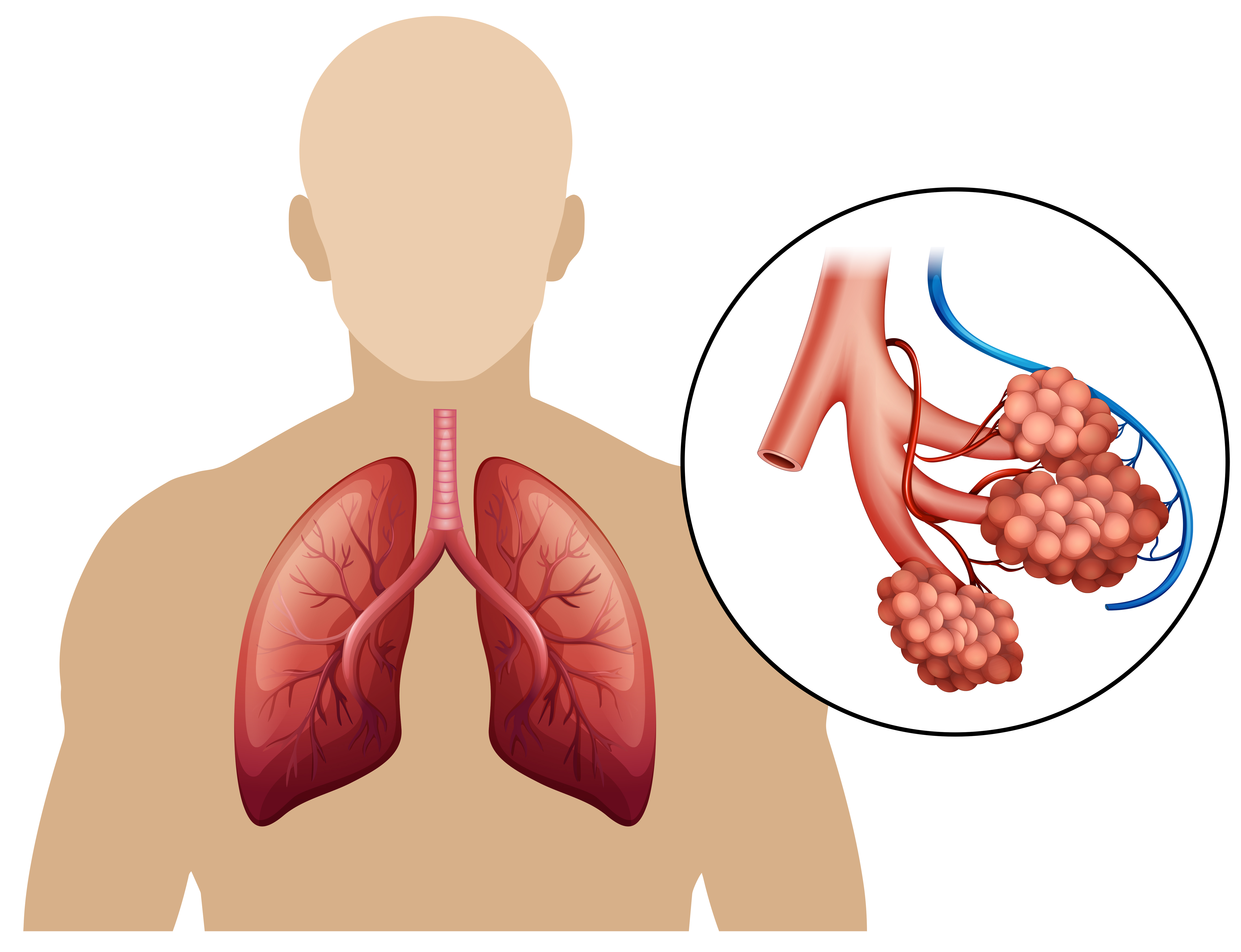 Diagram Of A Magnified Lungs