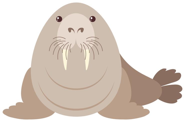 Walrus on white background vector