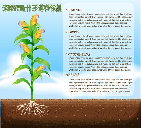 Corn tree and text design vector