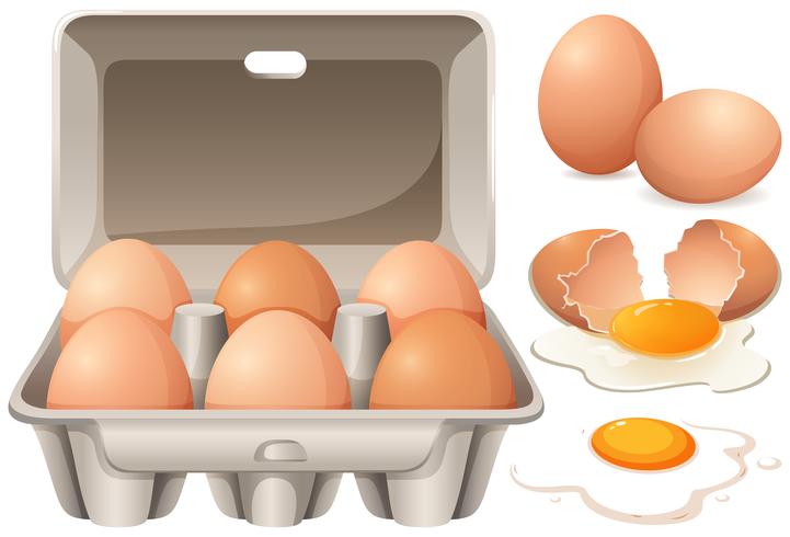 Raw chicken eggs and yolk vector