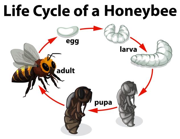 Life Cycle of A Honeybee vector