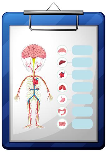 Órganos humanos en tablero azul vector