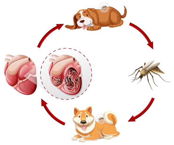 Heartworm life cycle chart vector