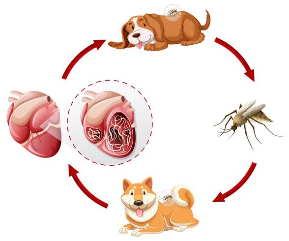 Carta del ciclo de vida del gusano del corazón vector