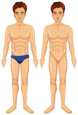 A  Vector of Male Body