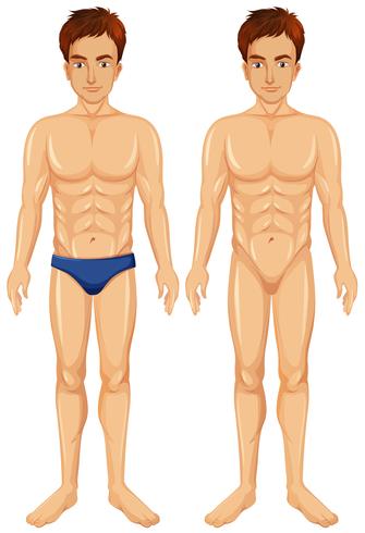 Un vector de cuerpo masculino