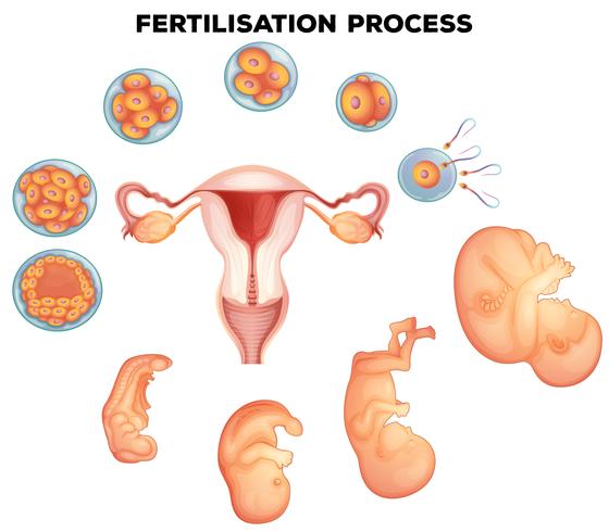 Proceso de fertilización en humanos. vector