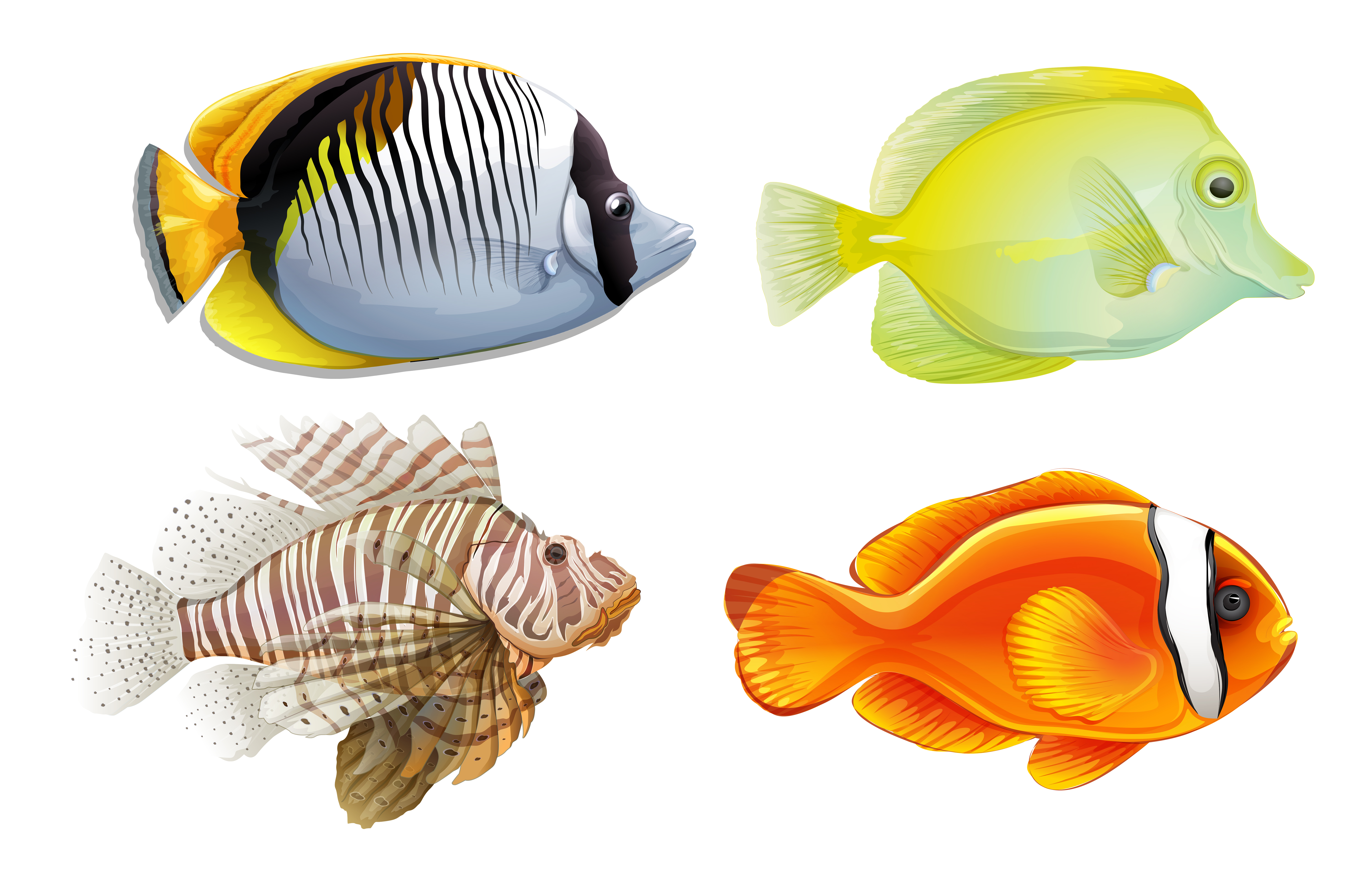 Download Tropical fish - Download Free Vectors, Clipart Graphics & Vector Art