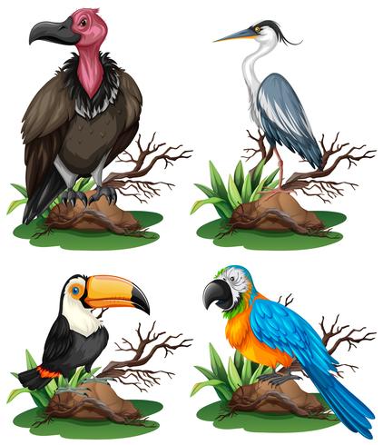 Cuatro tipos diferentes de aves silvestres vector