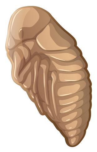 Flea in a cocoon vector