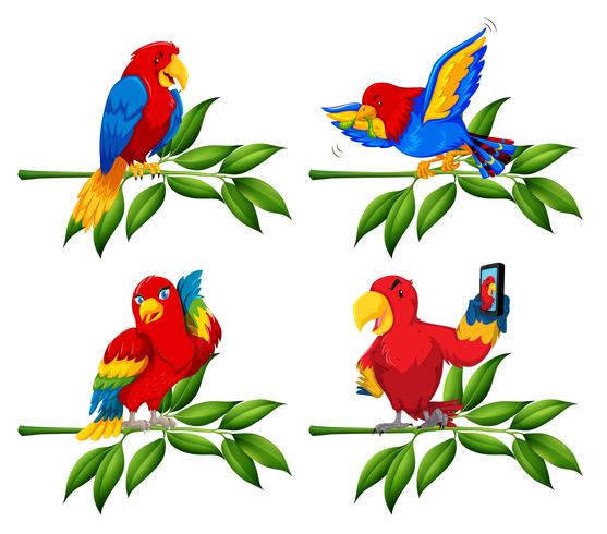 Conjunto de loro en rama de árbol vector