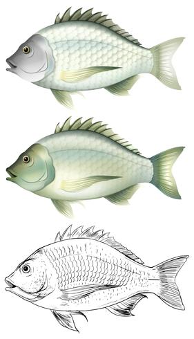 Different drawing of the same fish vector