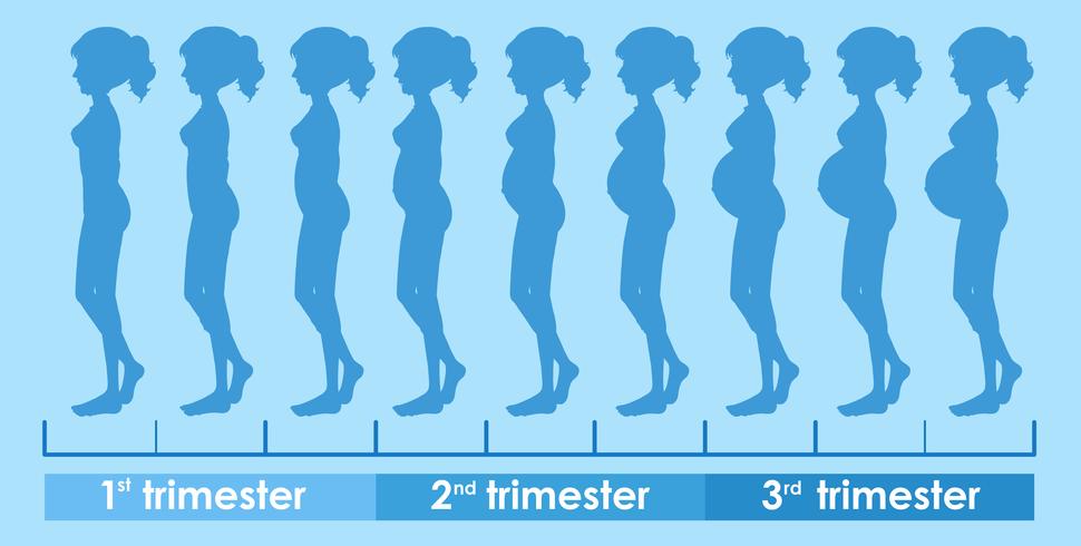 Un vector del progreso del embarazo