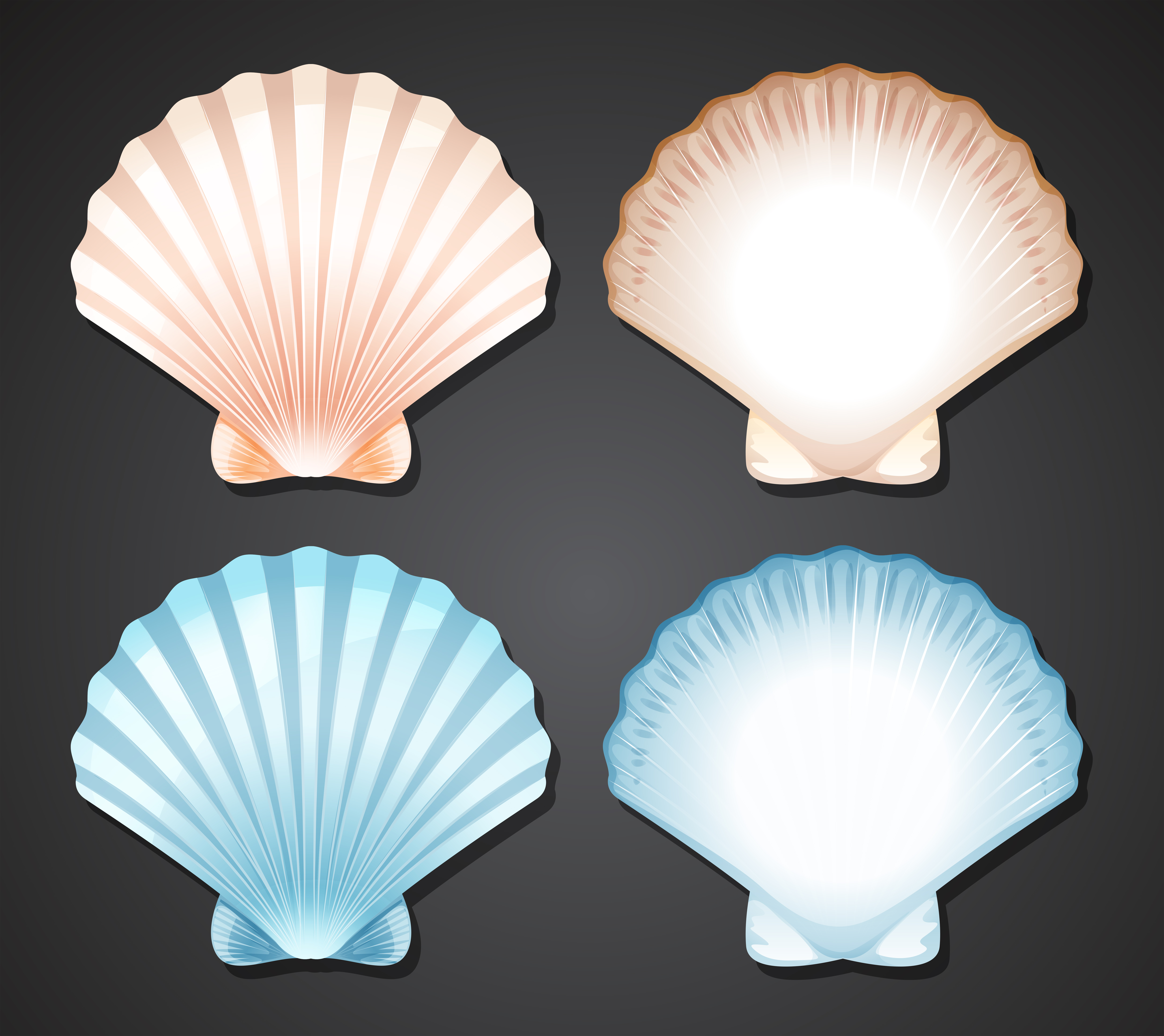 Set of scallop seashell 296930 Vector Art at Vecteezy