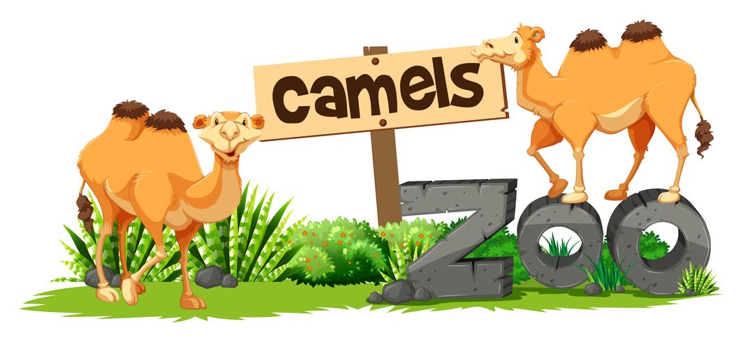 Dos camellos en el zoológico. vector