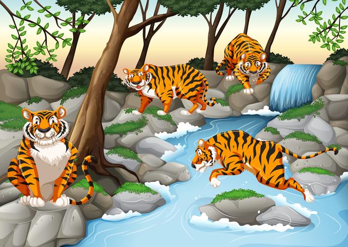 Cuatro tigres que viven junto al río. vector