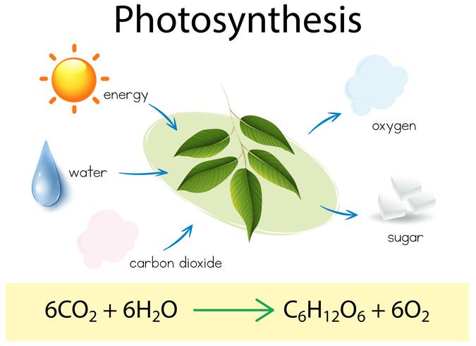 A Science Education of Photosynthesis vector