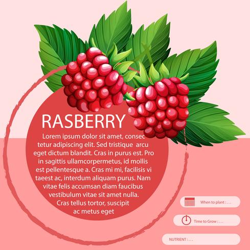 Rasberry y diseño de texto. vector