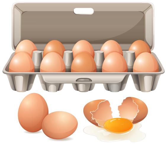 Carton of eggs and raw egg yolk vector